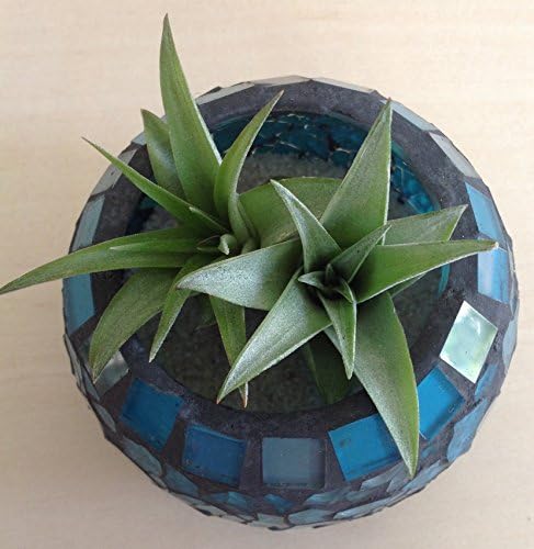 (2)Tillandsia Air Plants in a Blue Mosaic Bowl
