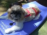 Joybies Tropical Red Aloha Piddle Pants(tm) for X Large Male Dog (Measuring 19-22 From Collar to Base of Tail)