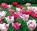 HemisphereTriumph Tulip 10 Bulbs - Exclusive! - NEW!