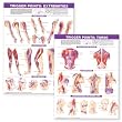Trigger Point Chart Set: Torso and Extremities Paper
