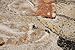 Generations Contemporary Flower Rust Gold Silver White Modern Squares Area Rug Rugs 5'2 x 7'3