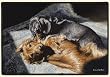Fiddlers Elbow-PARTNERS IN CRIME DACHSHUND