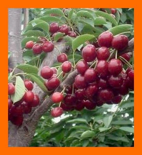 US West Wild Sweet Black Cherry Tree -- 50+ Seeds