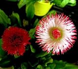Bellis Habanera English Daisy Perennial 25 Plants - B0013CMXOA