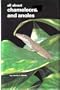 All About Chameleons and Anoles