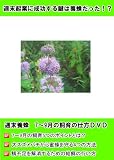 2011年度版 週末養蜂 7~9月飼育の仕方 [DVD]