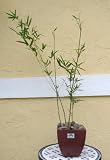 Fernleaf Bamboo Bonsai- Indoor/Outdoor in 6.75 Square fully Biodegradable pot tropical clumping Bamboo live plant tropical look to any home or office setting; patio, or balcony plant Any high light tropical environment Great green Holiday gift great bonsai or small indoor plant Evergreen Perennial Clumping Grass FREE SHIPPING!