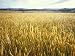 Golden Field Crop of Seeding Grasses Catches the Morning Light, Australia Photographic Poster Print by Jason Edwards, 9x12