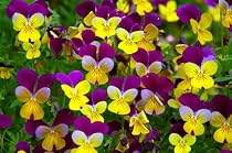 Seed in a Blanket Planting Squares Johnny Jump Up