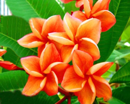 20 Fresh Seeds Plumeria Agave Rare Real Orange-special 20 Fresh Seeds Plumeria Agave Rare Real Orange-special