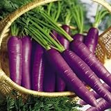 SUTTONS SEEDS: Carrot F1 Purple Haze Seeds (180 seeds)