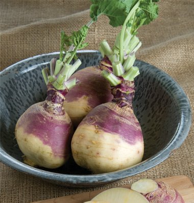Rutabaga American Purple Top 400 Seeds per Packet