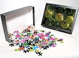 Photo Jigsaw Puzzle of DAD-1726 Swan Plant / Balloon Flower - inflated globose seed pods from Ardea Wildlife Pets