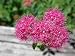 Mountain Spirea - Pink - Hardy Flowering Shrub
