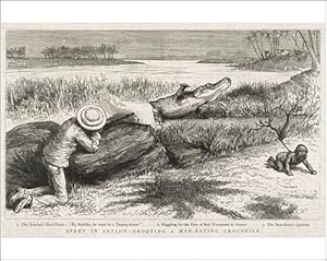 Hunting A Crocodile Photographic Prints