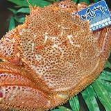 【かなはし水産】最高級【堅・活】大黒毛がに800g (タグ付)