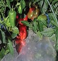David's Garden Tools Mulch Metallic Silver 4 Feet Wide x 50 Feet Long