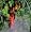 image David's Garden Tools Mulch Metallic Silver 4 Feet Wide x 50 Feet Long