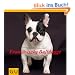 Franz�sische Bulldogge (GU Rassenportr�ts)