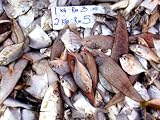 Borneo Dayak's-related products item: Assorted Fish Pile, Kuching Sunday Market, Kuching, Sarawak, Borneo, Malaysia Cuisine Photographic Poster Print by Jay Sturdevant, 16x12