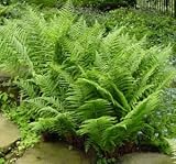 Hardy Lady Fern - Athyrium - SHADE - Very Hardy!