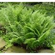 Hardy Lady Fern - Athyrium - SHADE - Very Hardy!