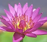 Pink Cape Water Lily 10 Seeds - Nymphaea capensis