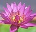 Pink Cape Water Lily 10 Seeds - Nymphaea capensis