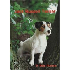 Jack Russell Terrier
