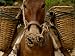 Mules Carrying Construction Material on the Banks of the Nu River, Gongshan County, C...