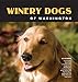 Winery Dogs of Washington