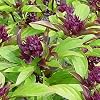 Ocimum basilicum - Thai-Basilikum "Siam-Queen" - 50 Samen
