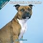 Staffordshire Bull Terrier 2010 Wall Calendar #10076-10