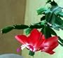 Hirt's Red Christmas Cactus Plant - Zygocactus - 4" pot