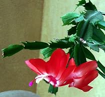 Red Christmas Cactus Plant