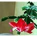 Red Christmas Cactus Plant