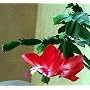 Red Christmas Cactus Plant