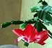 Red Christmas Cactus Plant - Zygocactus - 4