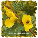 1 Oz Partridge Pea (Chamaecrista fasciculata) Bulk Wildflower Seeds