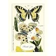 Cavallini Natural History Butterflies Glitter Greetings