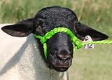 Weaver Leather POLY ROPE SHEEP HALTER,LIME