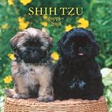 Shih Tzu Puppies 2008 Mini Wall Calendar