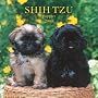 Shih Tzu Puppies 2008 Mini Wall Calendar (German, French and Spanish Edition)