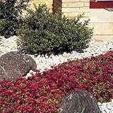 Sedum Spurium Dragons Blood - 4 Plants - Stonecrop