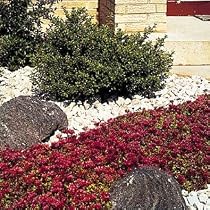 Sedum Spurium Dragons Blood - 8 Plants - Stonecrop