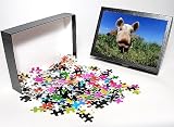 Photo Jigsaw Puzzle of Piglet from Science Photo Library