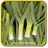 1 Oz Leek Seeds - 'Giant Musselburg' Bulk Vegetable Seeds