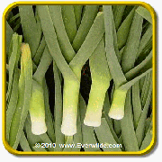 Leek Seeds - 'Giant Musselburg' Vegetable Seed Packet (500 Seeds)