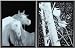 SWEET HEART HORSES & CHICK-A-DEES ~ WILDLIFE ART ~ SET of 2 ~ High-Definition Acid Etched Glass Decor Frames ~