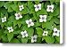 Soft Light On Dwarf Dogwood Cornus Canvas Print / Canvas Art - Artist Ralph Lee Hopkins